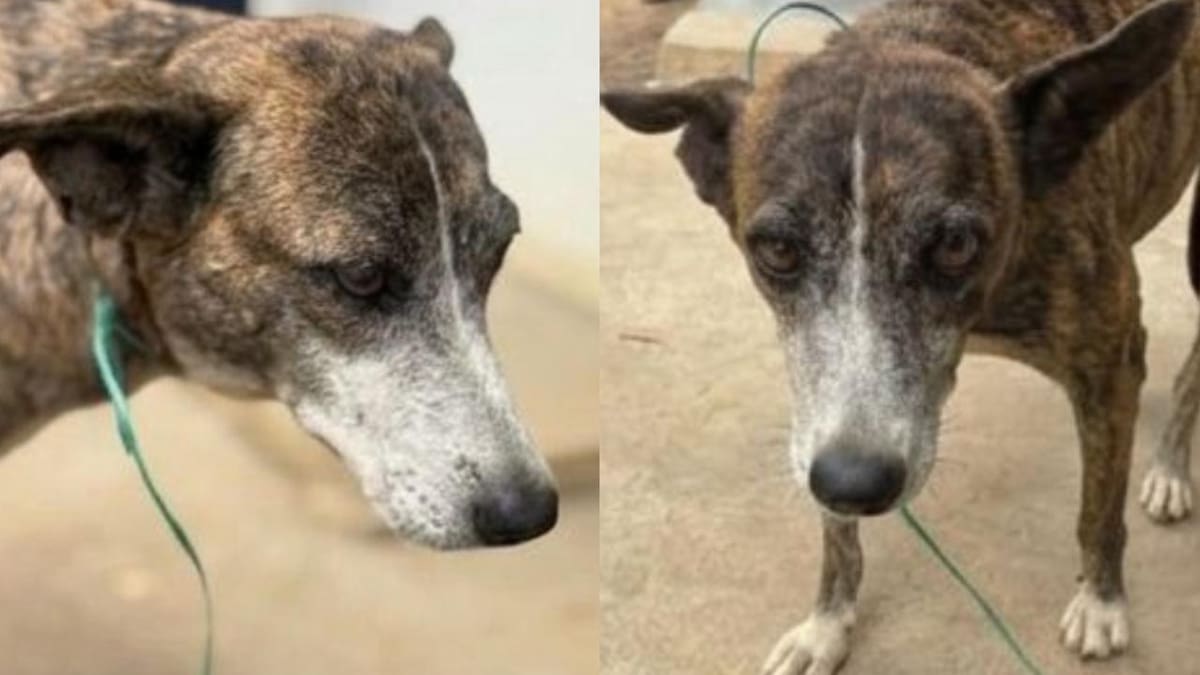 Caso de perrita abusada por un habitante de calle genera indignación en el Tolima
