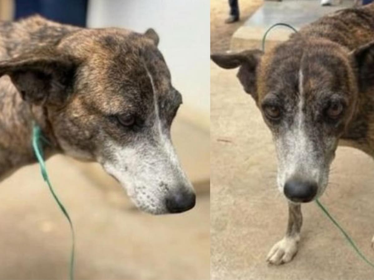 Caso de perrita abusada por un habitante de calle genera indignación en el Tolima