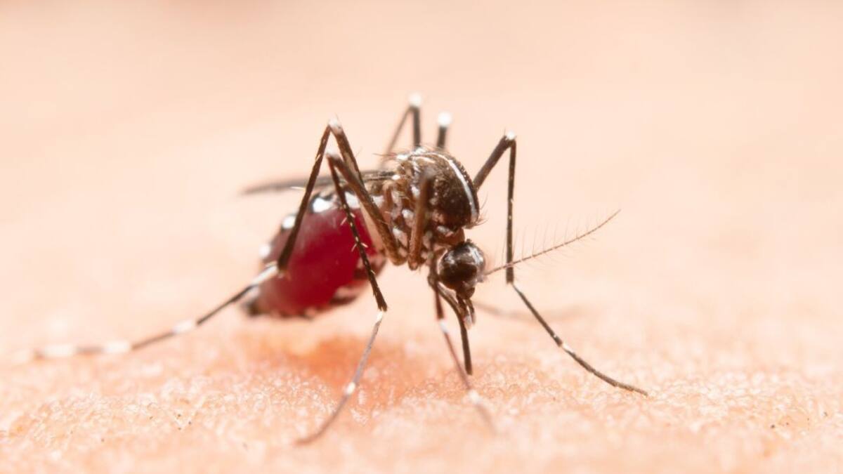 Primera víctima del dengue en el Valle del Cauca en el 2022