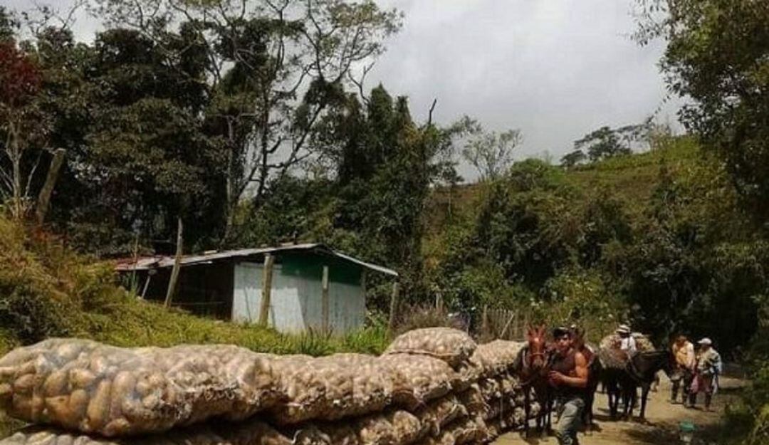 Invierno afecta a los productores de arracacha 