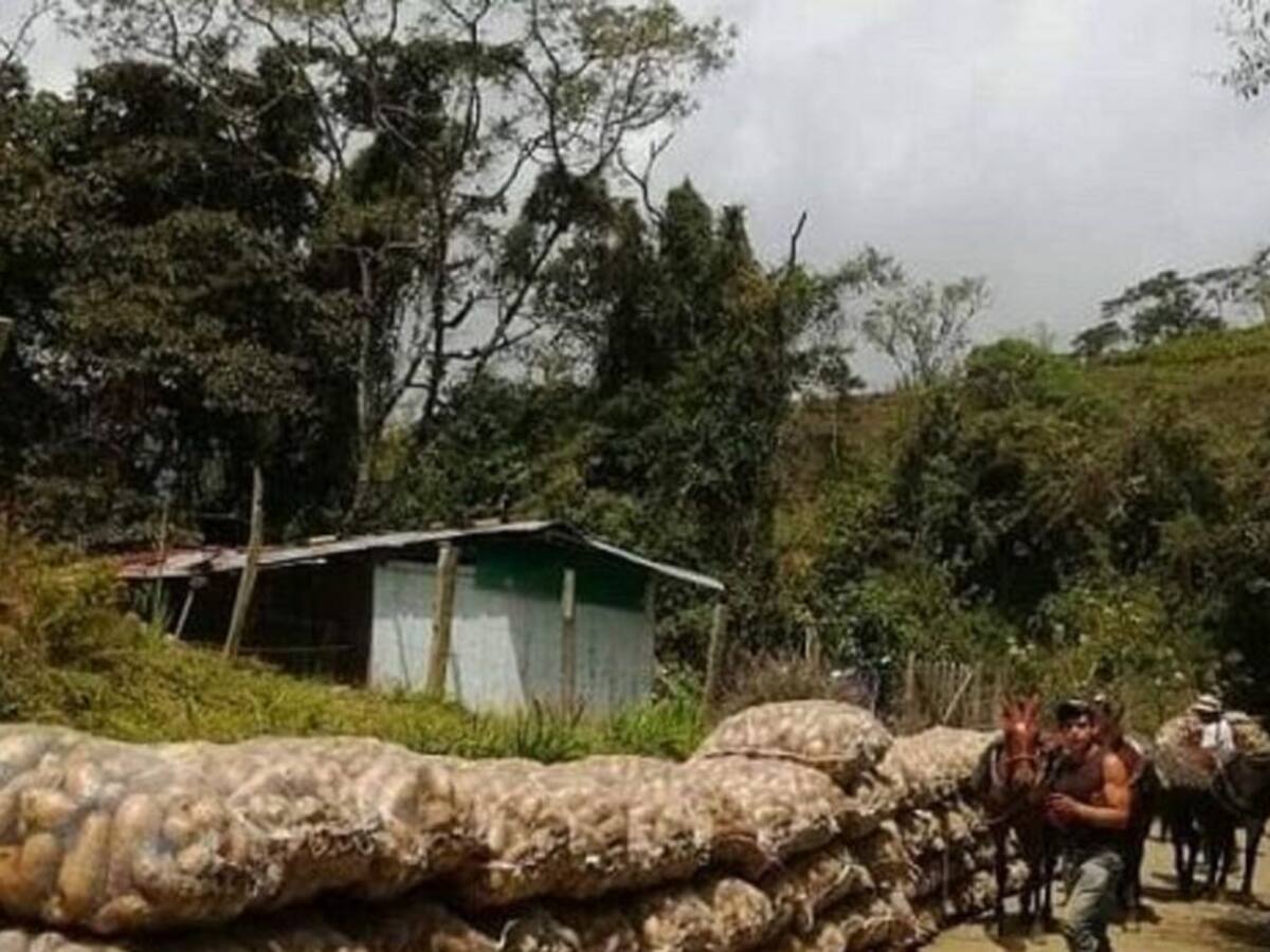 Agricultores afectados por la ola invernal en Cajamarca, Tolima