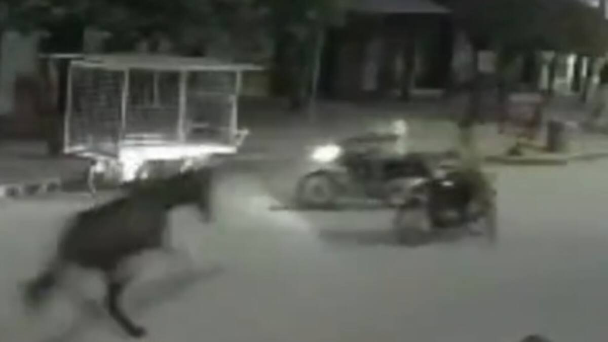 El impresionante video de un caballo desbocado embistiendo a un motociclista