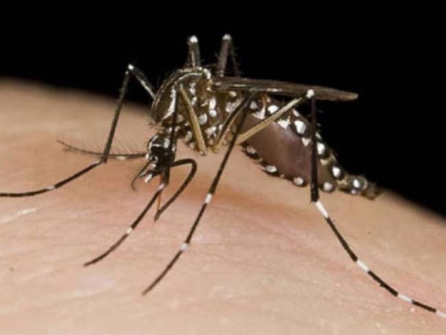 Alarmante aumento de casos de dengue en Risaralda