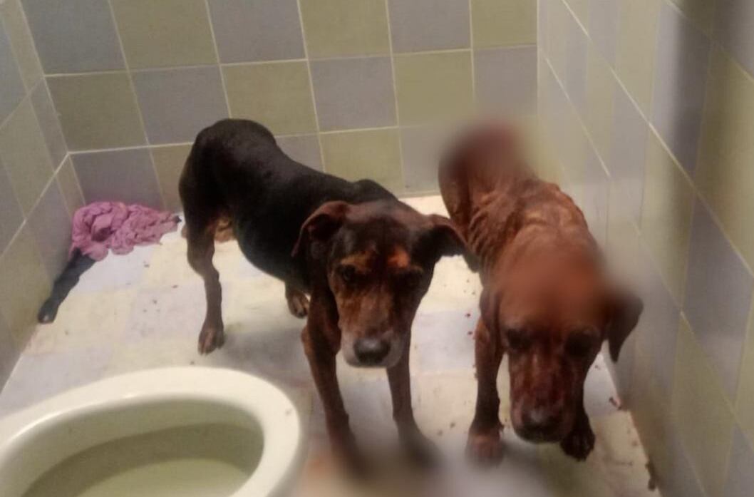 Maltrato animal en Urrao, Antioquia. Foto: cortesía