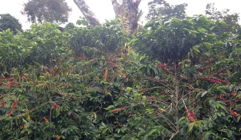 Los cafeteros volverán a marchar