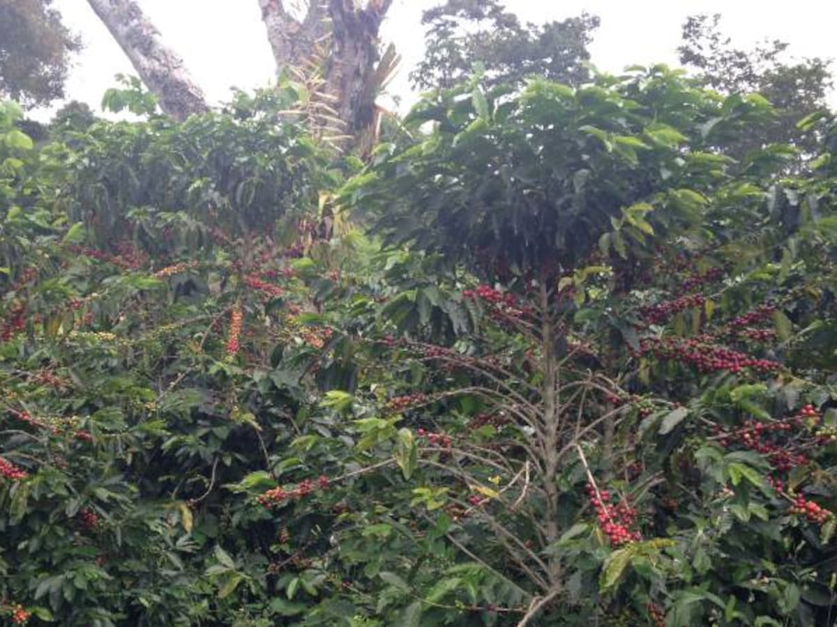 Los cafeteros del país harán plantón en Bogotá