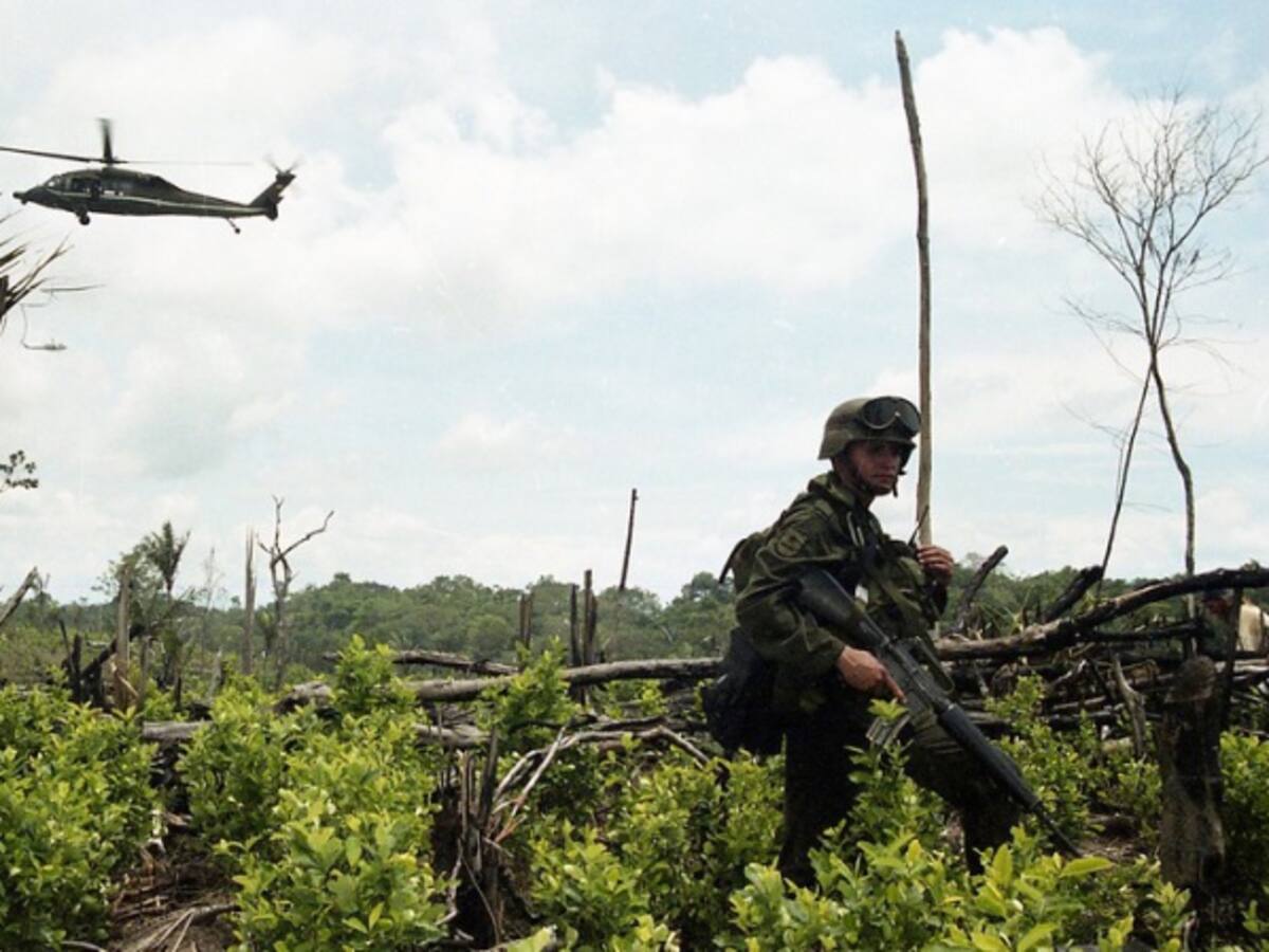 Destruidas 100 hectáreas de coca en el Cauca
