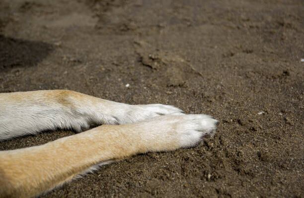Dog's legs on the sand