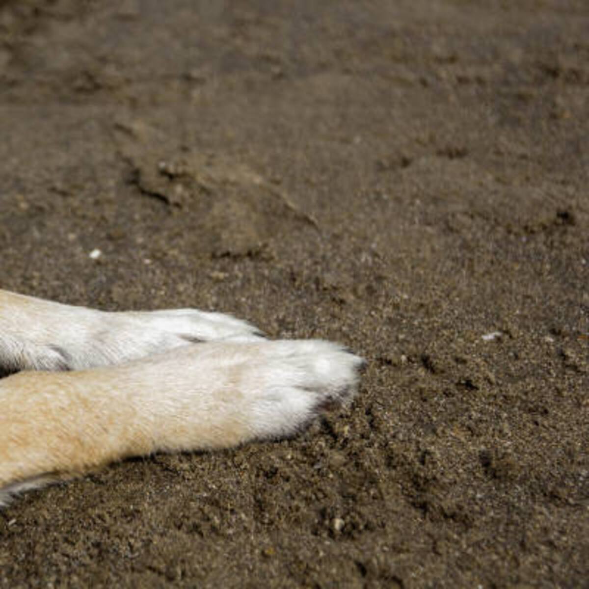 Amagá: un hombre decapitó un perrito luego de decir que era “El Diablo”