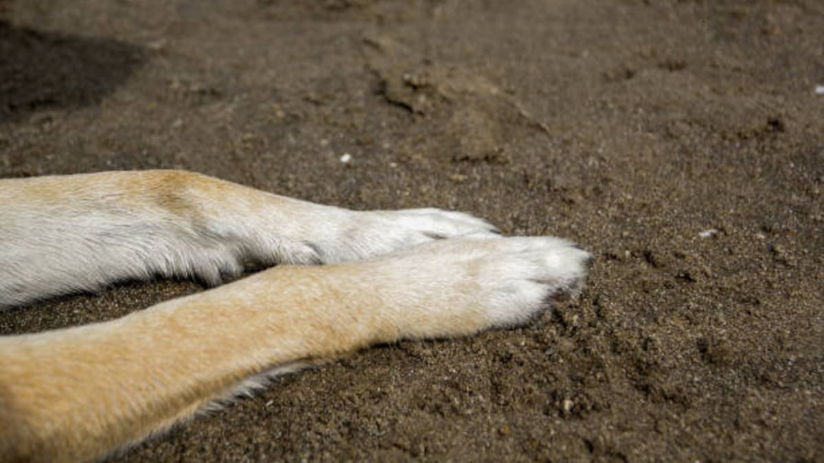 Capturada en flagrancia una persona señalada de dar muerte a un perro en Santa Marta