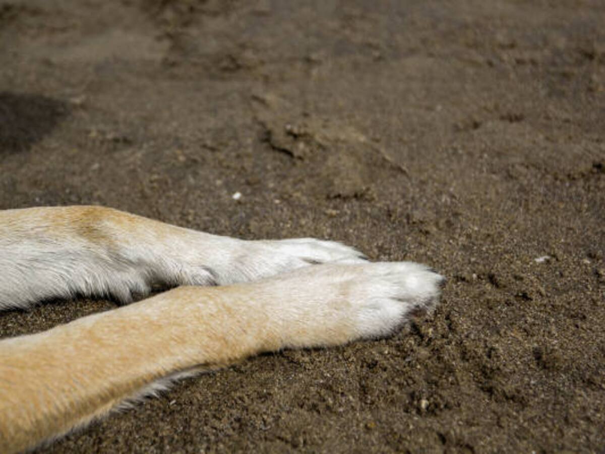 Amagá: un hombre decapitó un perrito luego de decir que era “El Diablo”