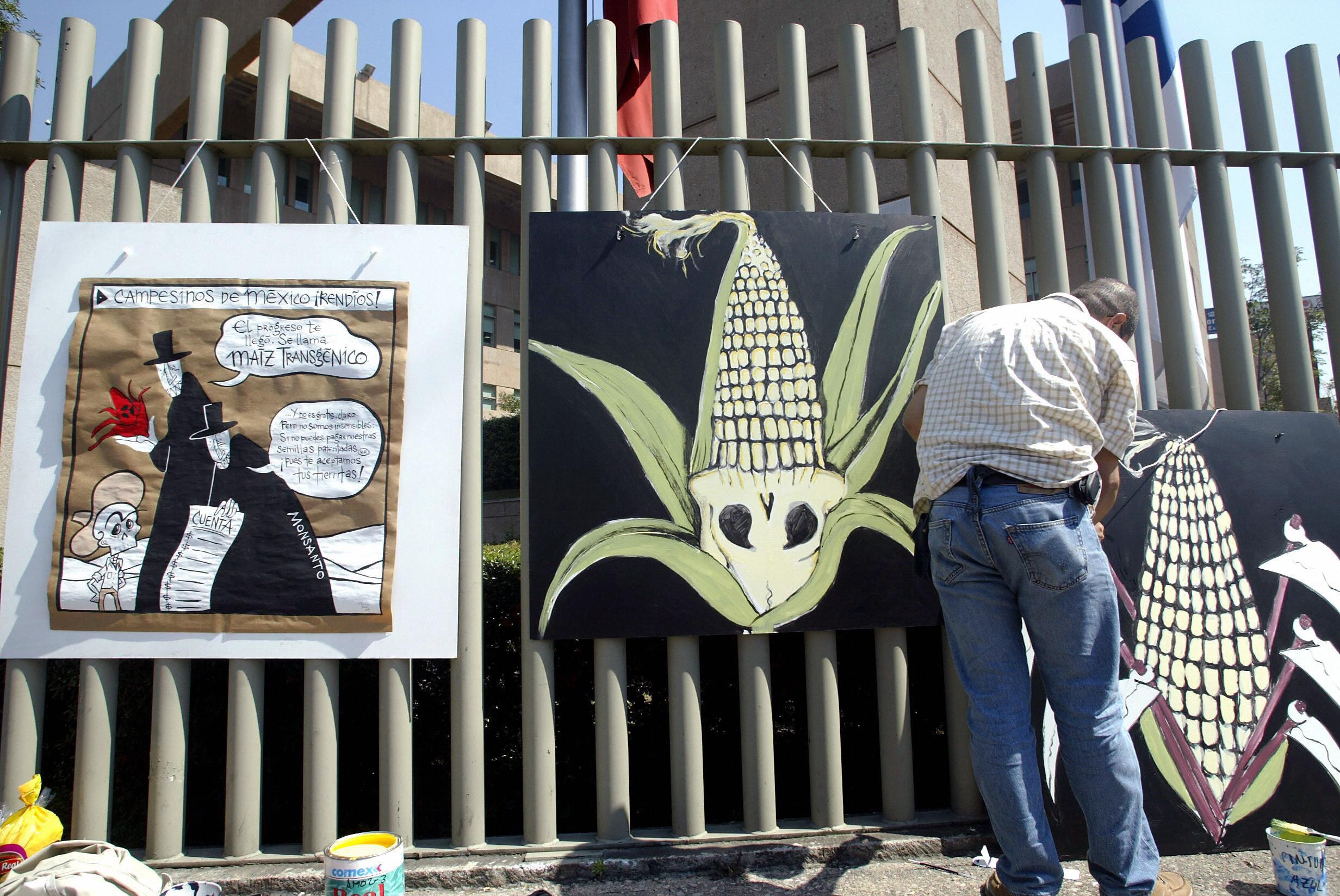 Protestas del grupo ecologista Greenpeace en contra el uso de maiz transgenico.
(Foto:    JUAN BARRETO/AFP via Getty Images)