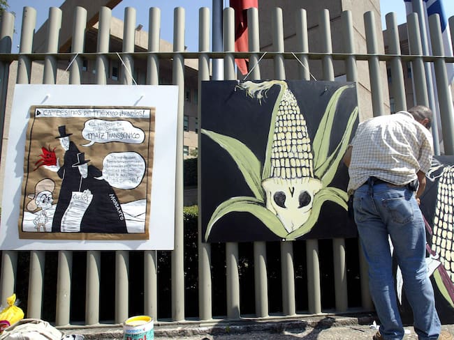Protestas del grupo ecologista Greenpeace en contra el uso de maiz transgenico.
(Foto: JUAN BARRETO/AFP via Getty Images)