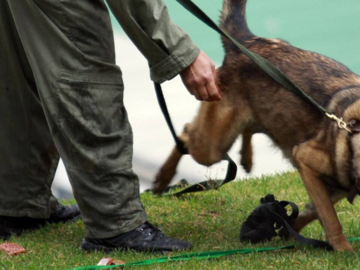 Vigilancia con perros se desmonta de los colegios públicos