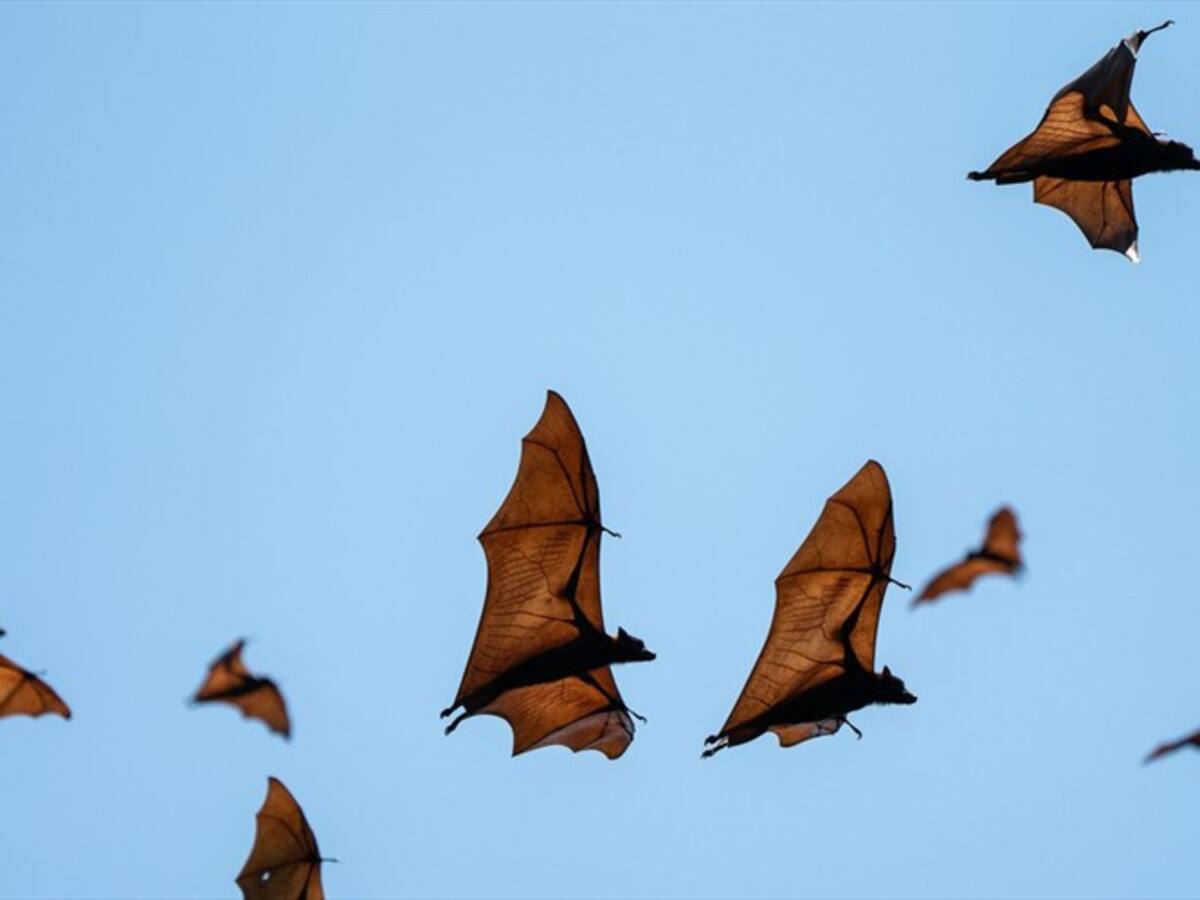 México confirma muerte de un niño por rabia tras ser mordido por un murciélago