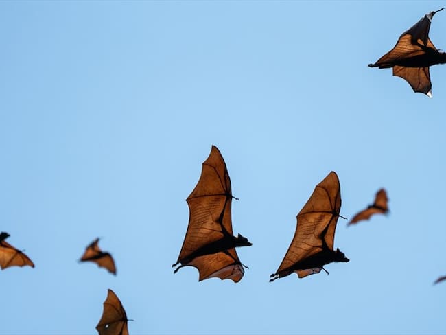 Descubren una nueva especie de murciélago en los Andes de Colombia, Perú y Ecuador. Foto: Getty Images