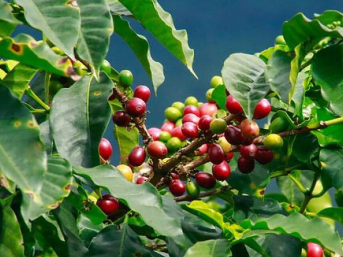 En marcha plan de renovación cafetera en el Huila