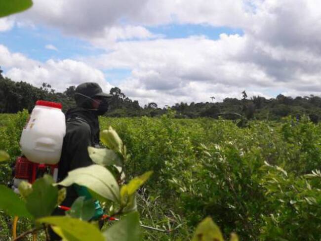 Cultivadores de coca protestarán hoy en Caquetá