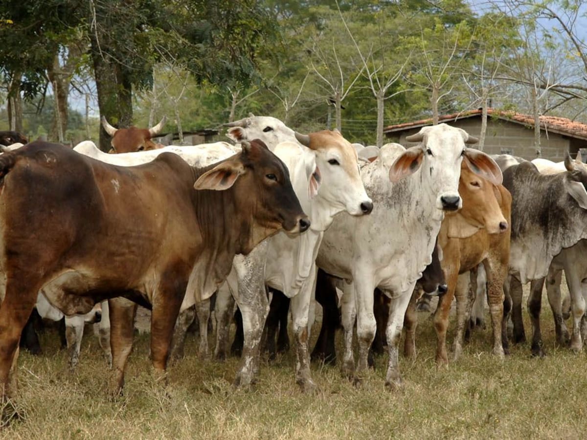 Ganaderos de Sucre alertan crisis por falta de pasto, escasez de lluvias y ausencia de ayudas