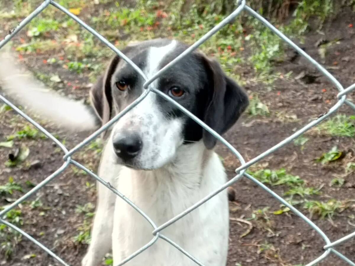 Soluciones W: 300 kilos de comida serán donadas a fundación de animales en Cundinamarca