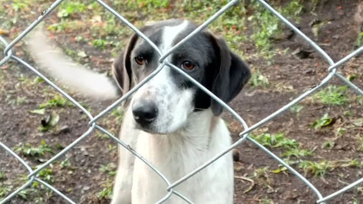 Soluciones W: 300 kilos de comida serán donadas a fundación de animales en Cundinamarca