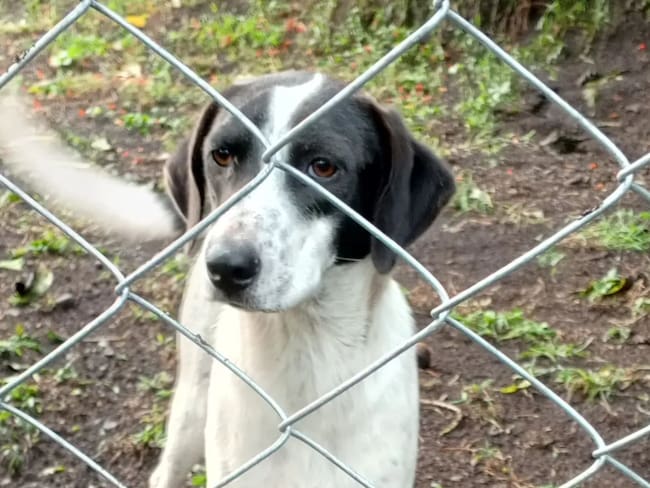 Soluciones W: 300 kilos de comida serán donadas a fundación de animales en Cundinamarca