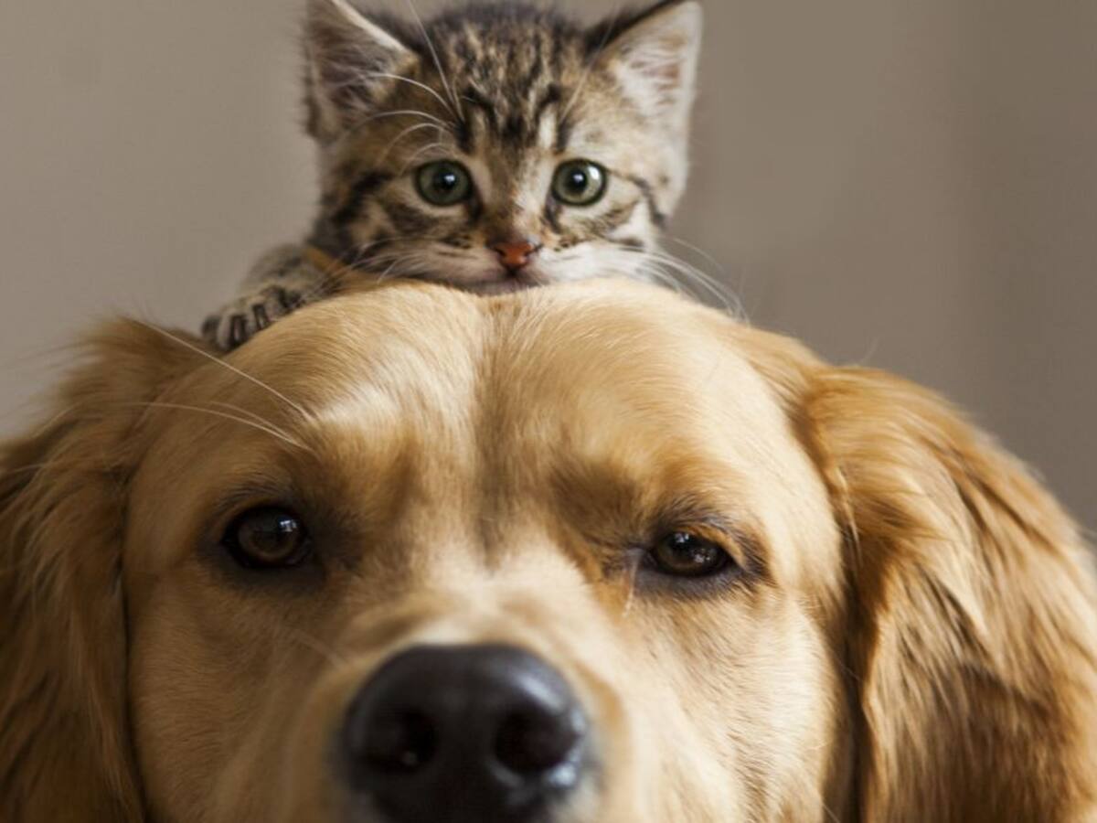 Perros y gatos encontraron nuevas familias en Neiva