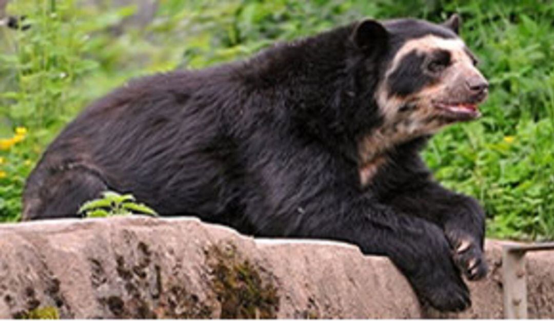 El oso vive en la zona de páramo del Tolima. 