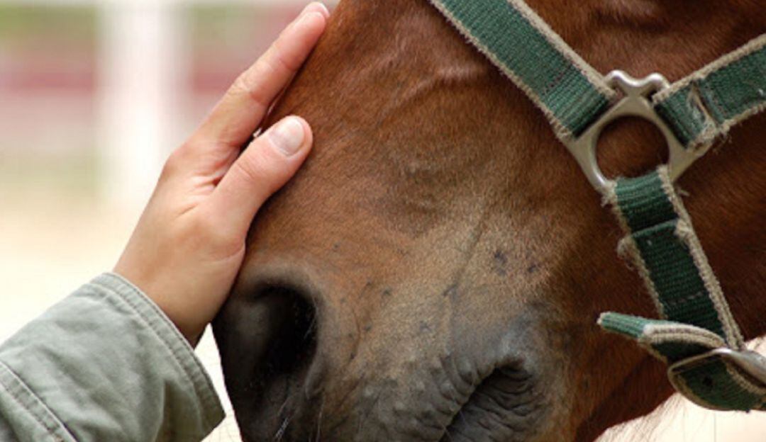 Repudio por caso de maltrato animal en el Putumayo.