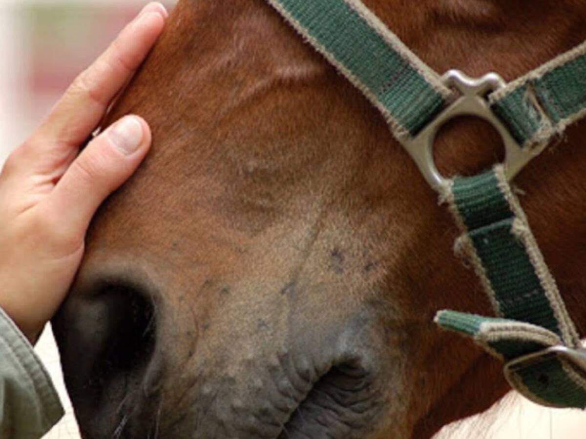 Repudio por caso de maltrato animal en el Putumayo