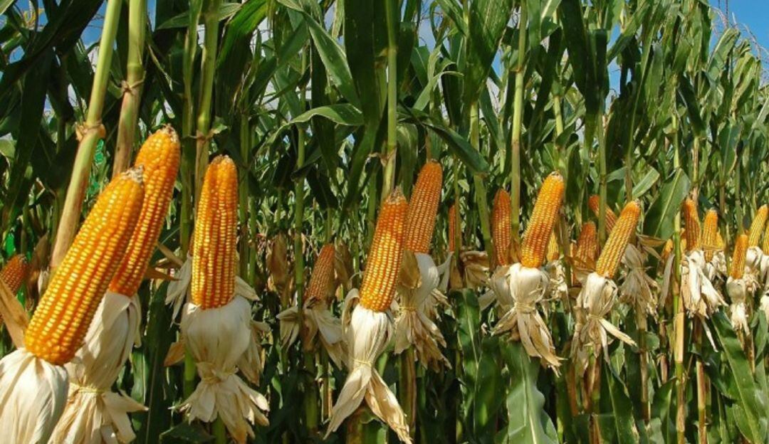 Maiceros de Valle de San Juan afectados por el invierno