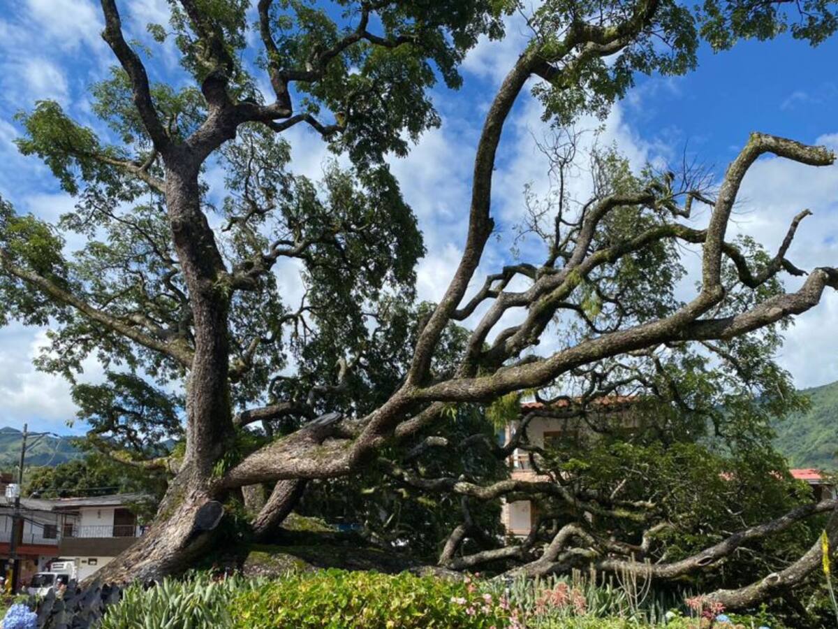 Un gigantesco árbol se desplomó en pleno parque de Hispania