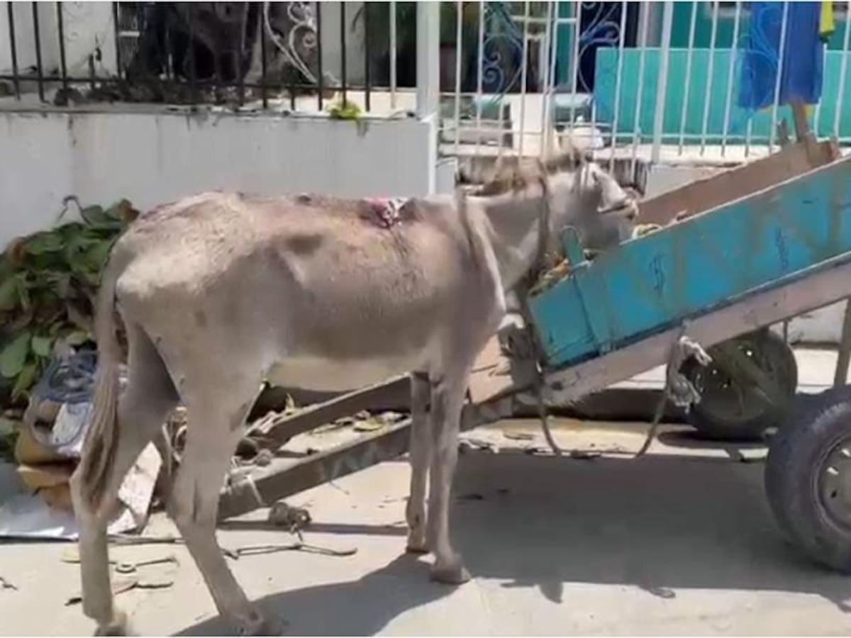 Policía rescató a un burro víctima de maltrato animal y capturó a su cuidador en Cartagena