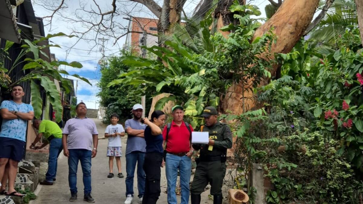 Tres arboles muertos ponen en riesgo a habitantes y hogares del barrio Vergel Alto, en Neiva