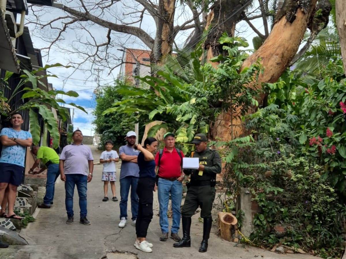 Tres arboles muertos ponen en riesgo a habitantes y hogares del barrio Vergel Alto, en Neiva
