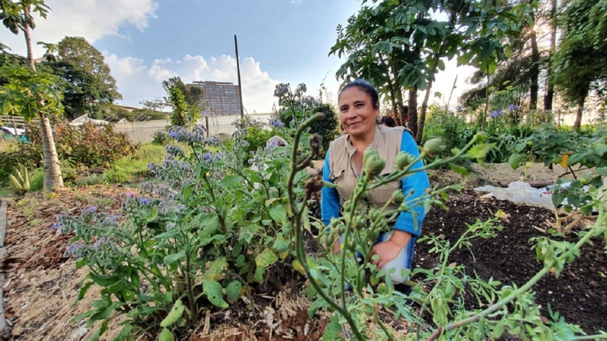 Huertas comunitarias, un emprendimiento de mujeres en Bosa