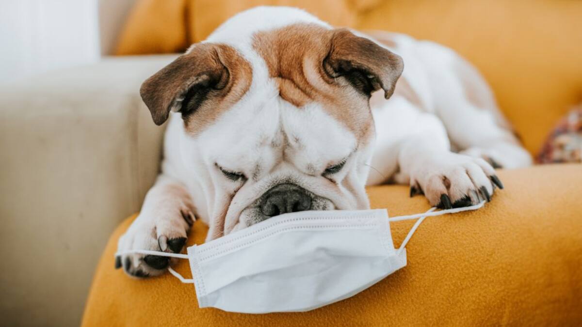 Cómo debo cuidar a mi mascota en medio de la pandemia