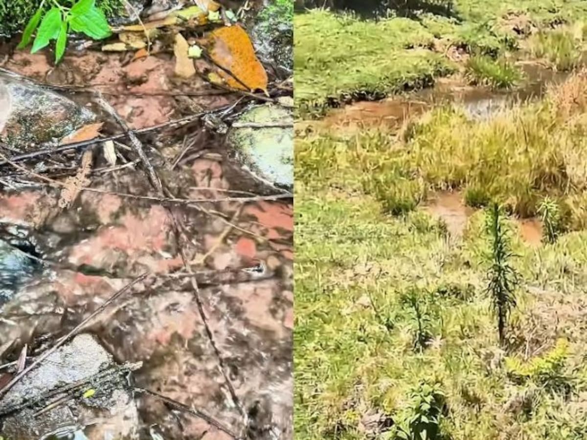 Protegen en Santander un nacimiento de agua que abastece a dos municipios: conozca cuáles son