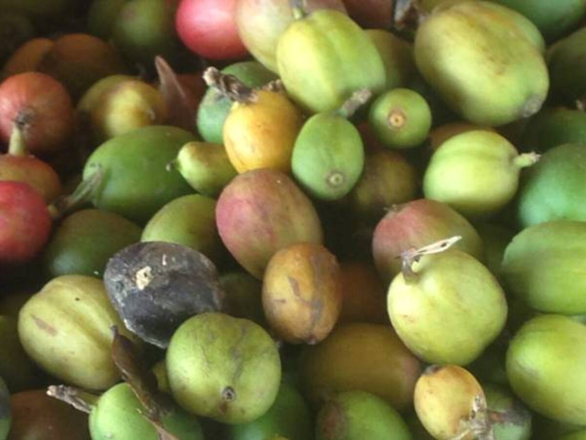 La broca afecta entre el 10 y el 15 por ciento del café en Caldas