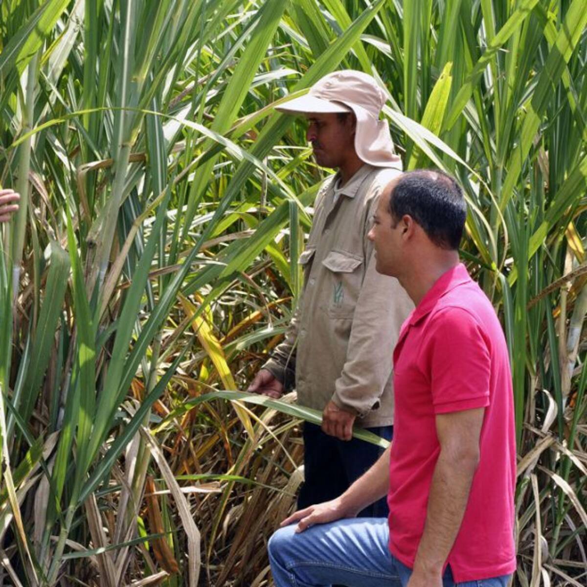 La industria azucarera del Valle lanza programa “sembrando oportunidades”