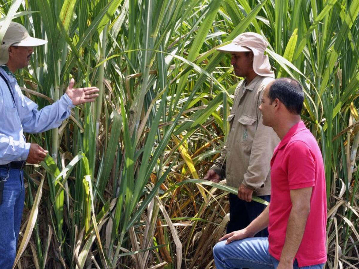 La industria azucarera del Valle lanza programa “sembrando oportunidades”