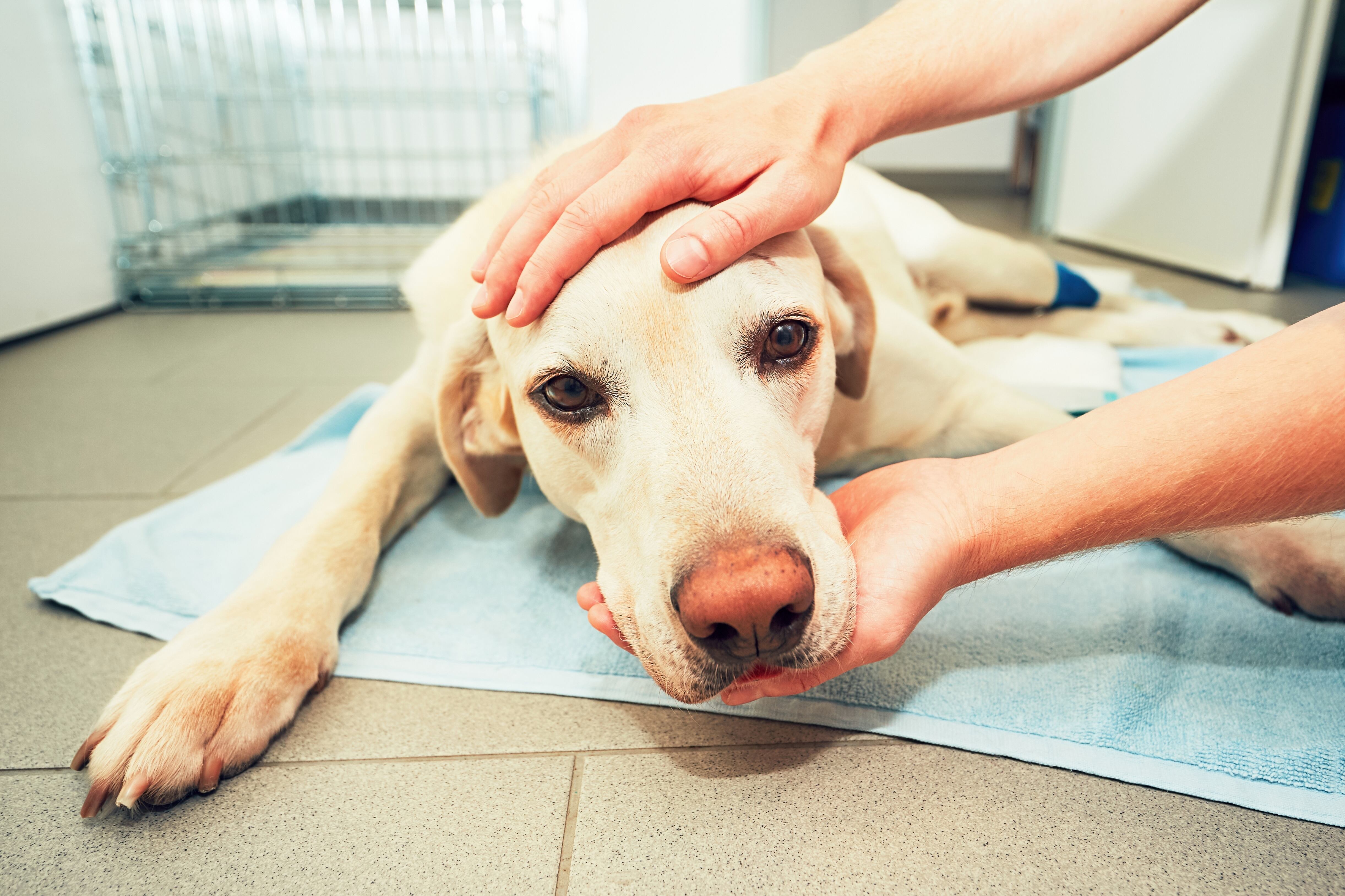 ¿Su perro no quiere comer? Posibles razones y cuándo alertarse. Perro siendo examinado por un veterinario (Foto vía getty Images)