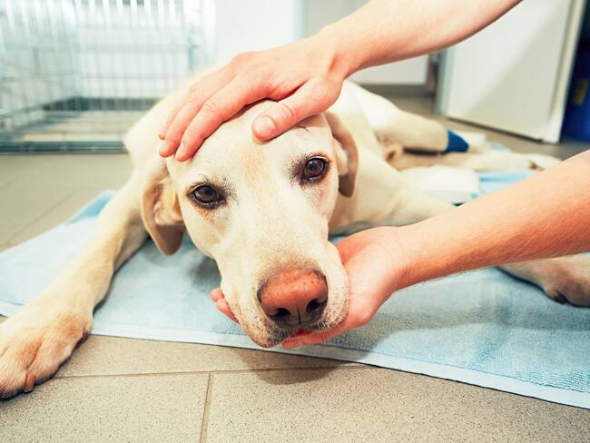 Perro siendo examinado por un veterinario (Foto vía getty Images)