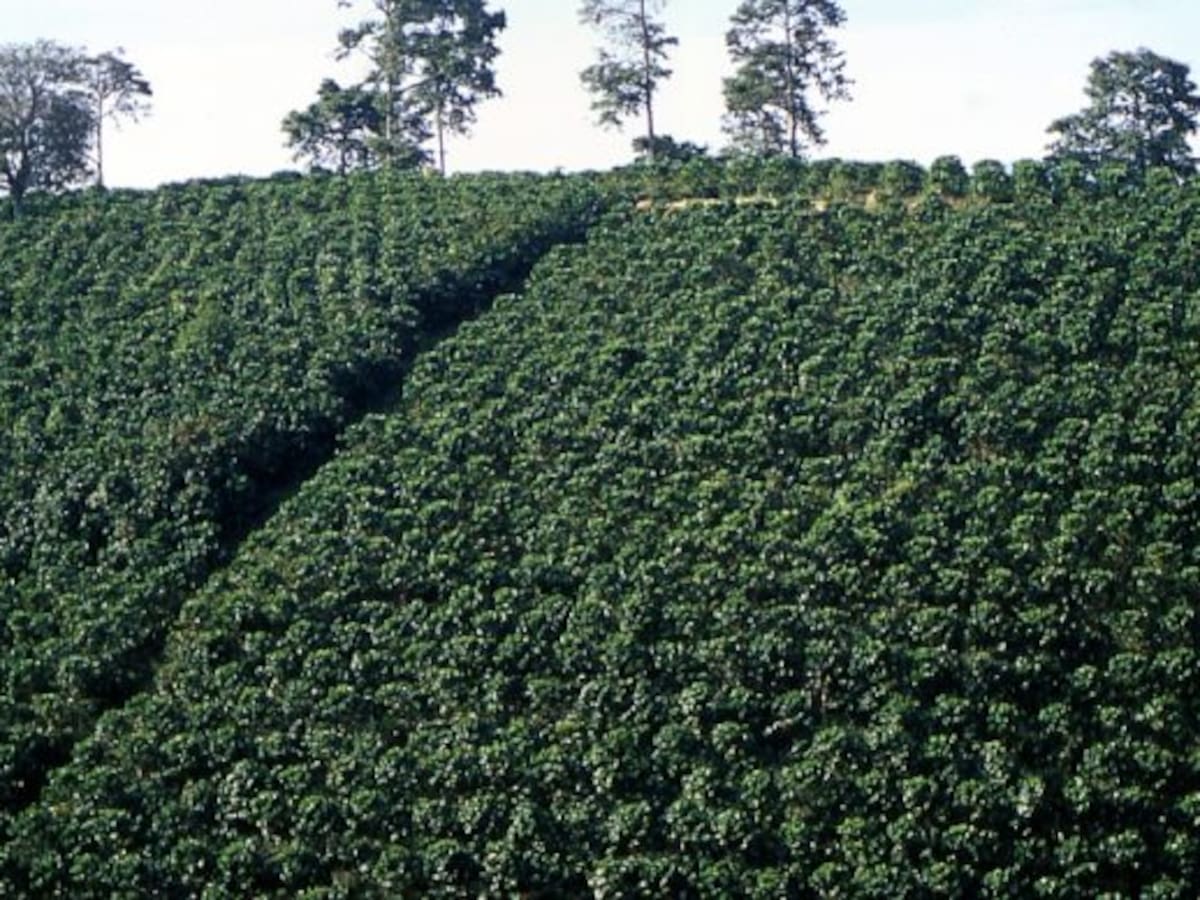 Cafeteros solicitan ayuda al gobierno nacional para estabilizar precios de producción