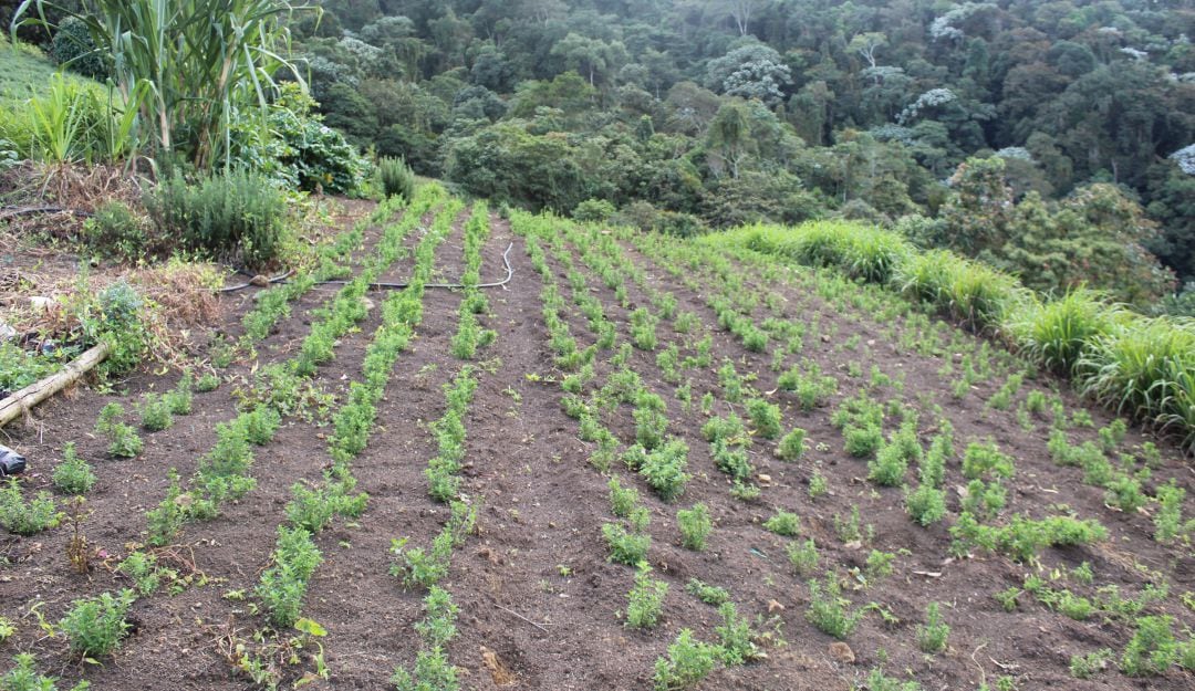 Cultivos de plantas aromáticas en Yumbillo, Valle del Cauca.