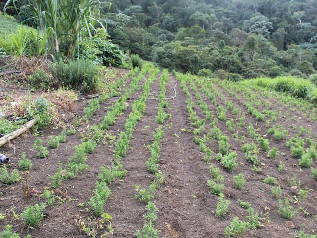 Cultivos de plantas aromáticas en Yumbillo, Valle del Cauca.