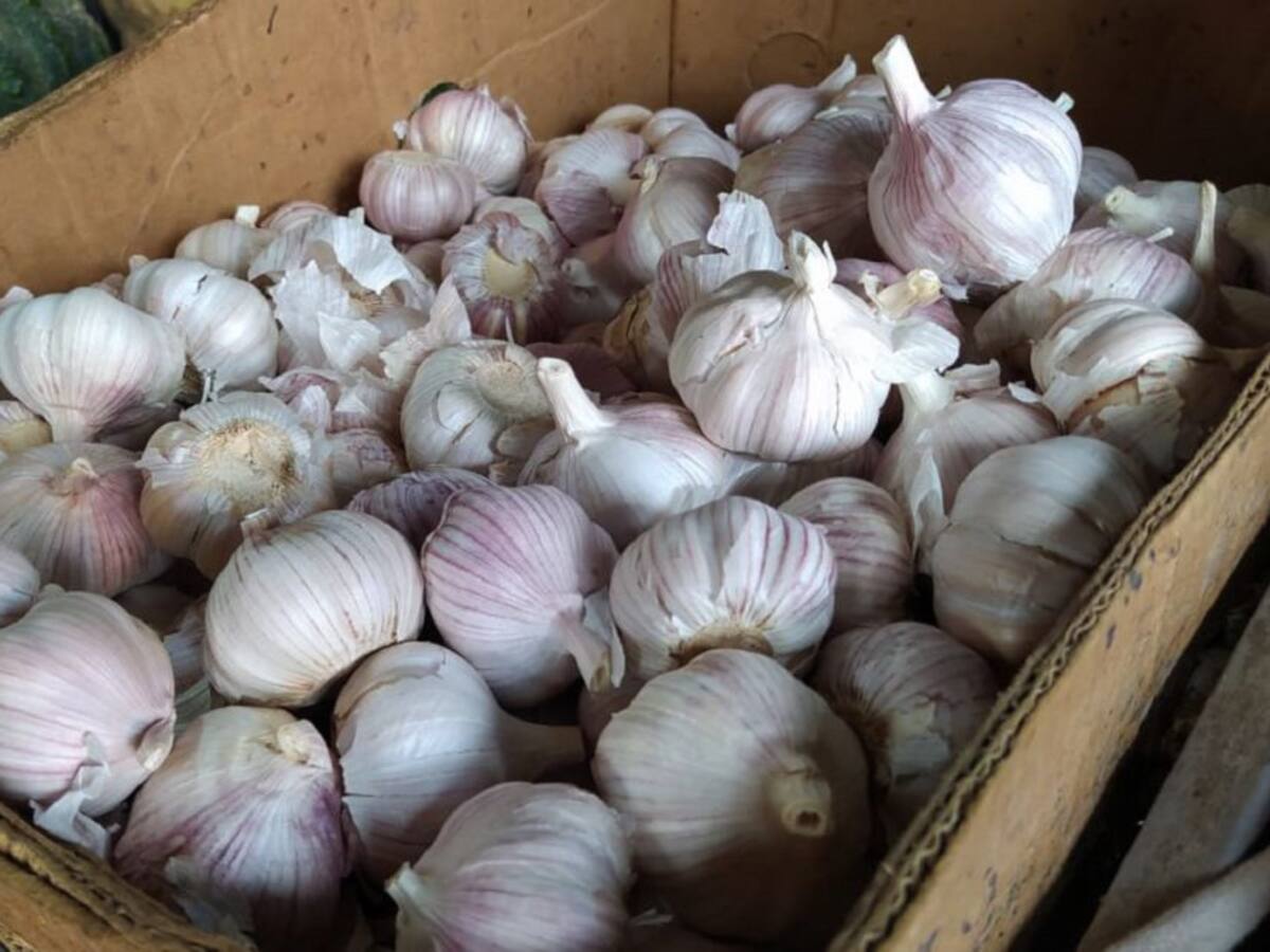 Por alerta de Coronavirus en China, importación de ajo a Cartagena escasea