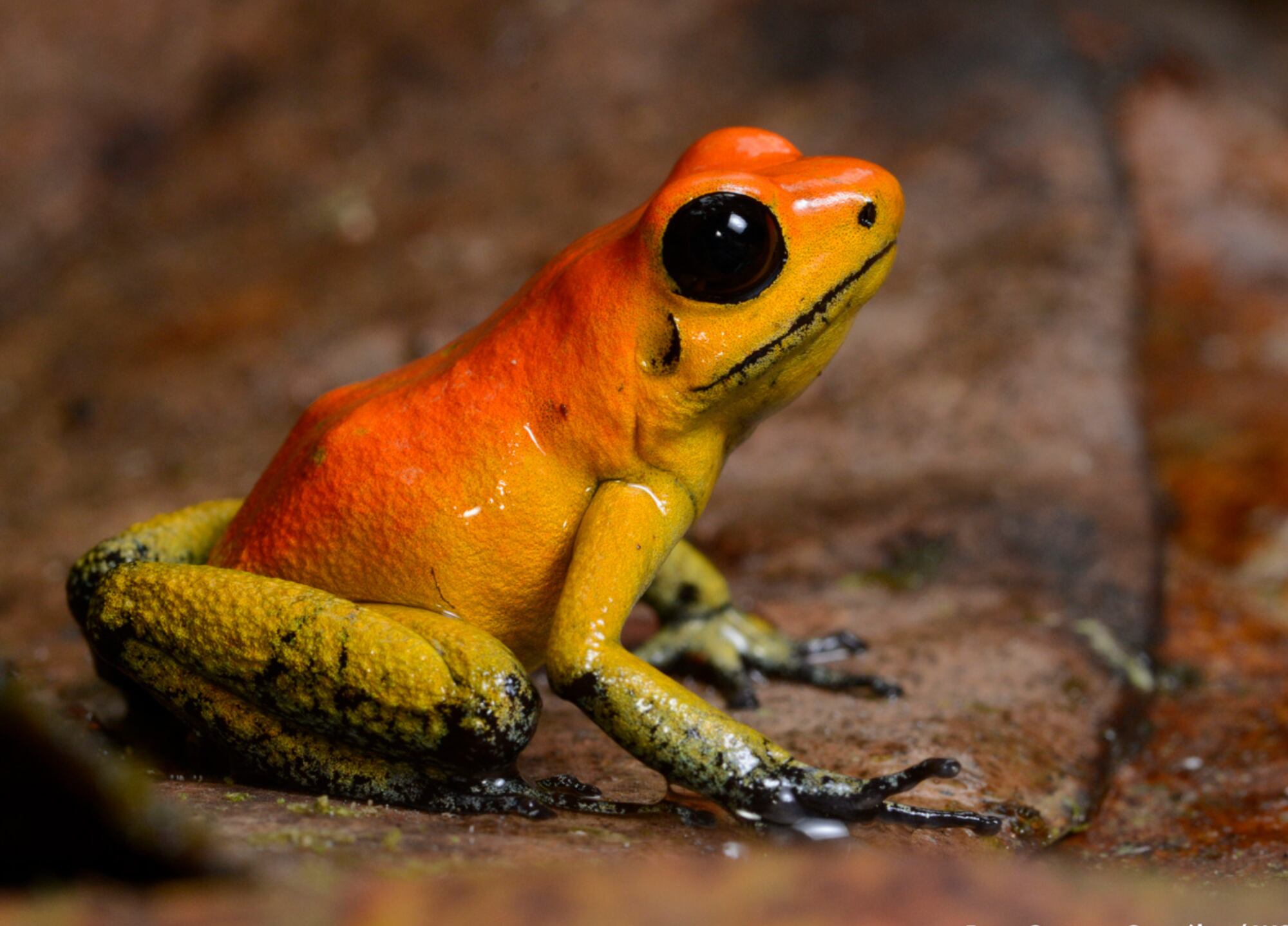Rana dorada | Foto: Gustavo González / WCS Colombia