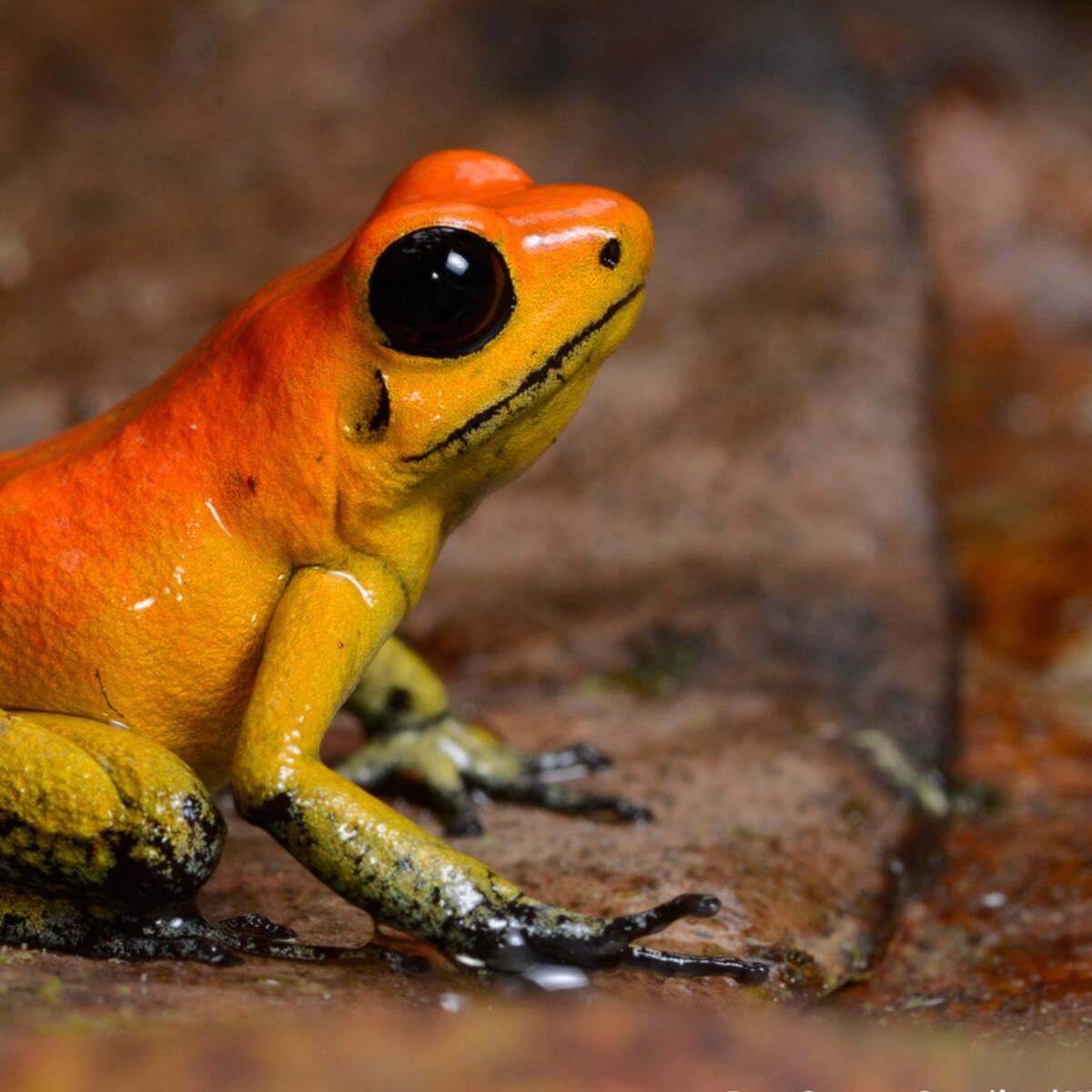 Razón por la que se ha desacelerado la extinción de grupos de plantas y animales: Estudio explica