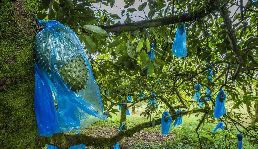 Nuevas variedades de guanábanas